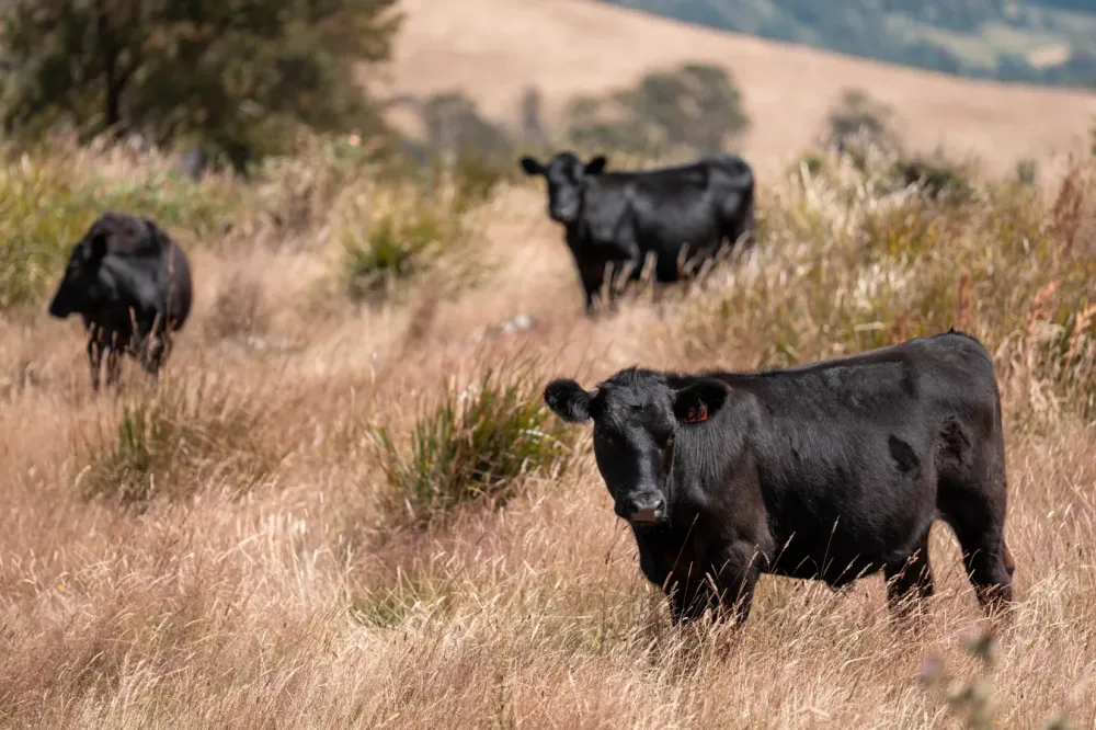 Élevage aberdeen angus à Herbignac