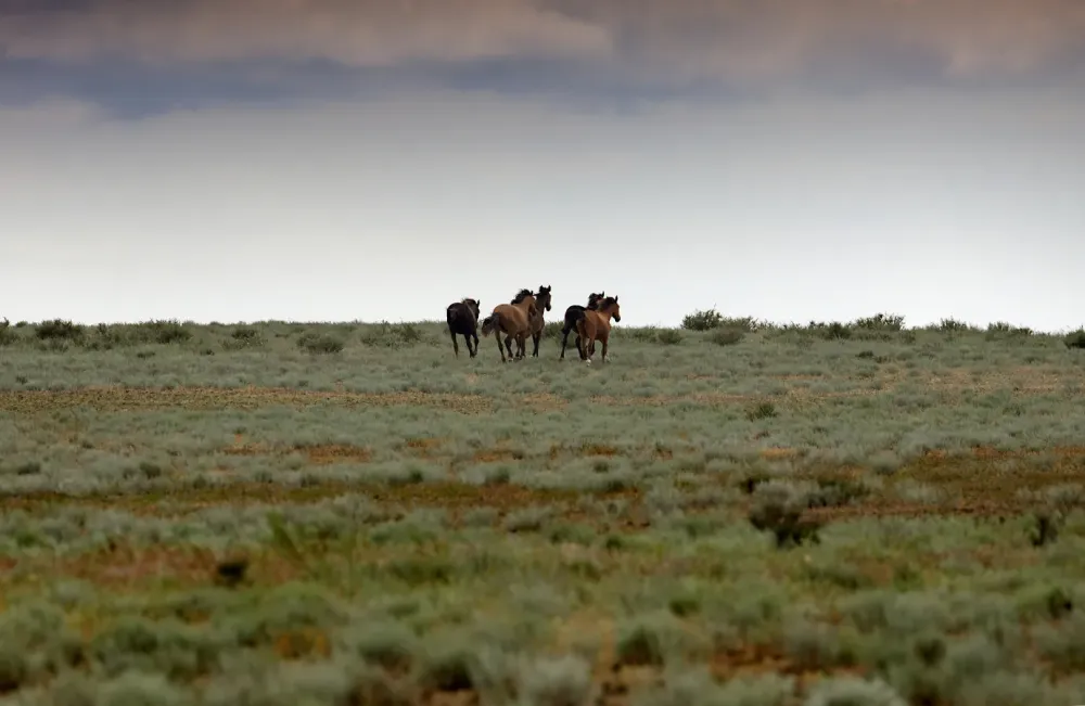Élevage wild horses à Herbignac