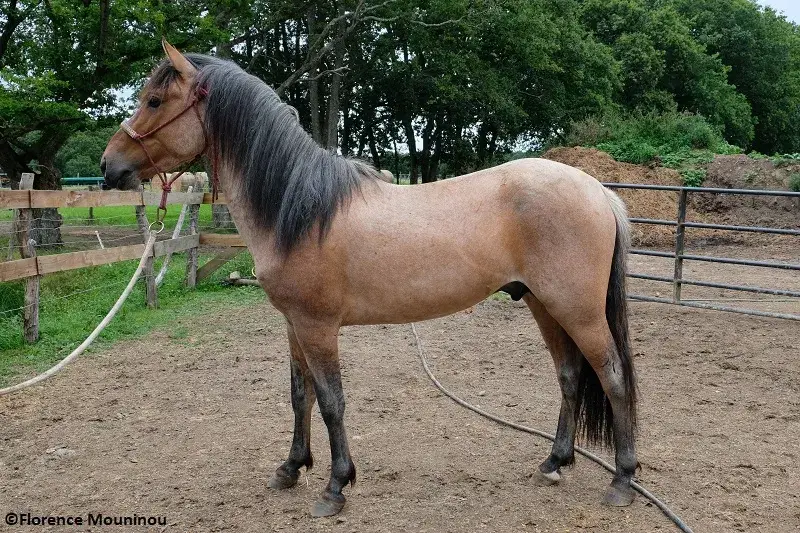 Lakota