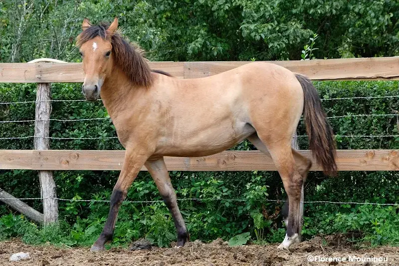 Cheyenne